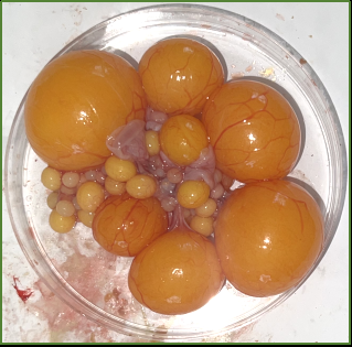 1691041127440661.png 640 (3).png